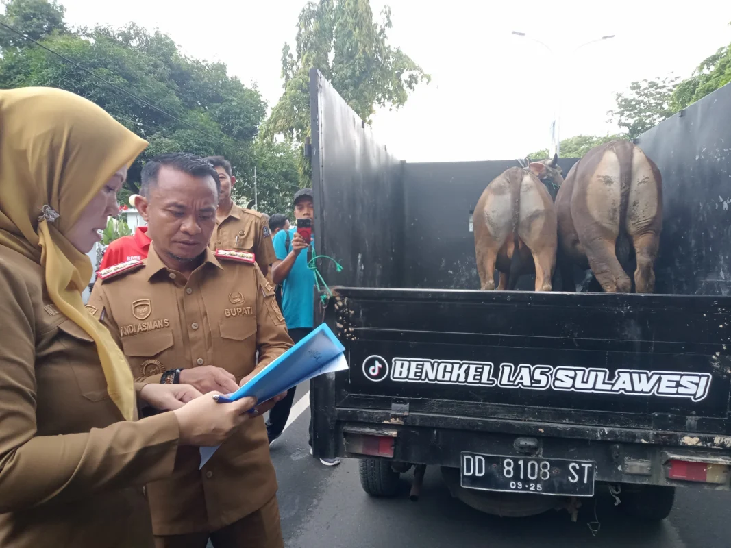 Bupati Bone Andi Asman Sulaiman saat meninjau sapi kurban yang akan dibagikan saat Idul Adha 1447 H