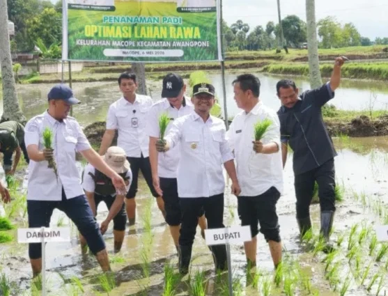 Bupati Bone memimpin tanam perdana di Awangpone sebagai upaya optimalisasi lahan rawa