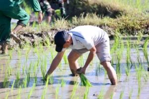 Bupati Bone H. Andi Asman Sulaiman menanam padi di kampung halamannya bersama petani, TNI, dan mahasiswa, Minggu (24/5/2026).
