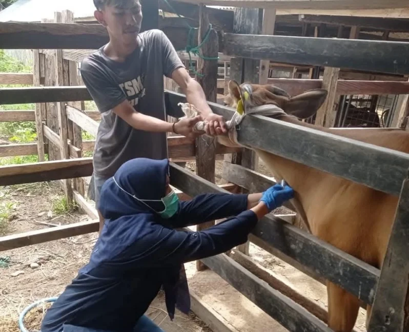 Dinas Peternakan dan Kesehatan Hewan Kabupaten Bone melakukan pengecekan kondisi ternak sapi untuk memastikan, hewan kurban yang dikonsumsi masyarakat saat hari raya idul adha, aman