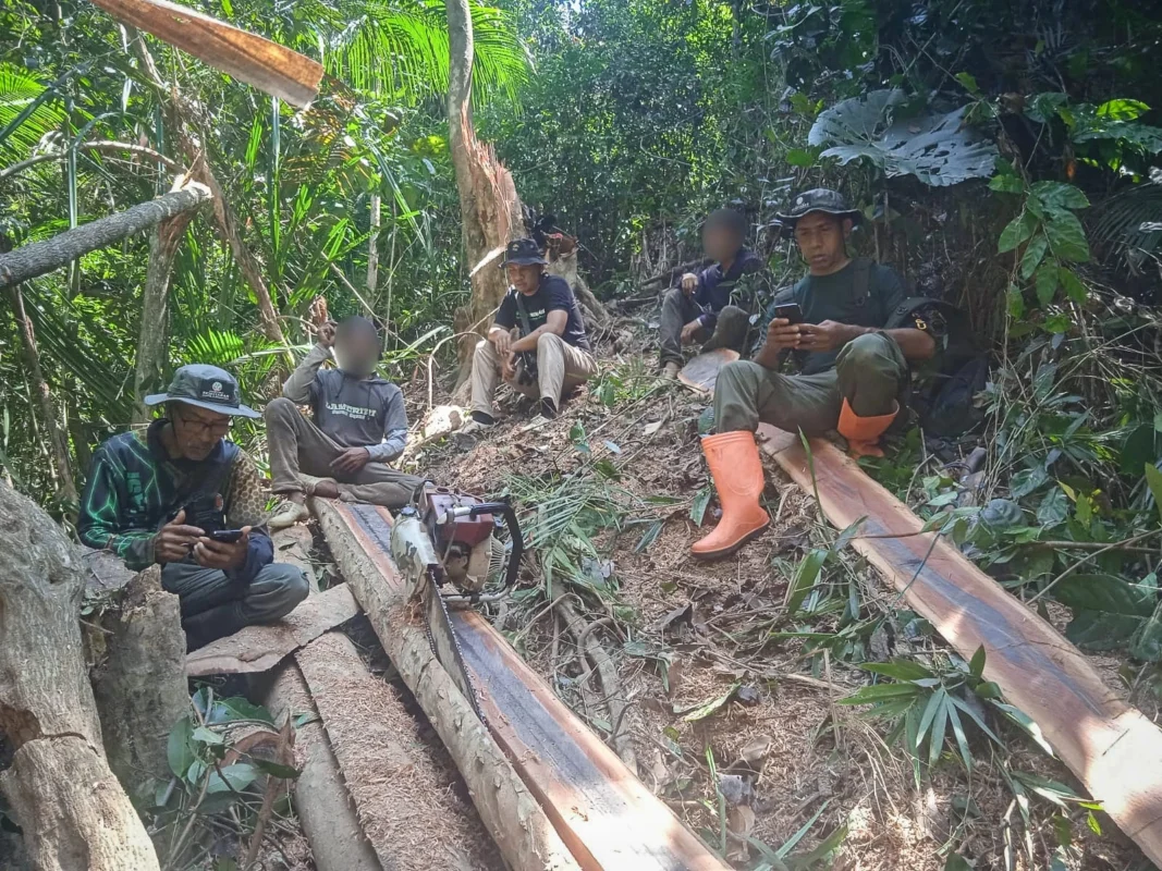 Gakkumhut tetapkan tersangka pembalakan liar