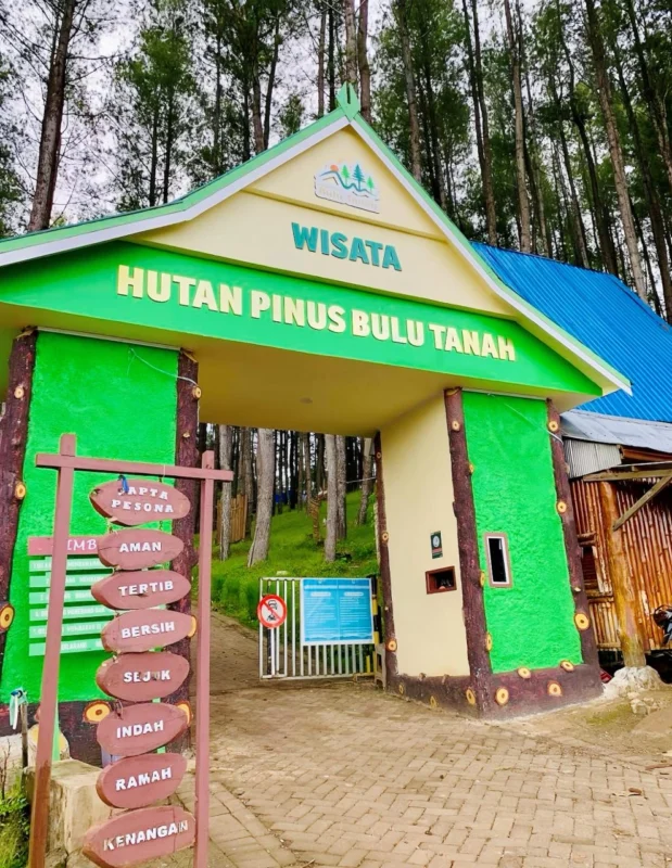 Hutan Pinus Bulu Tanah