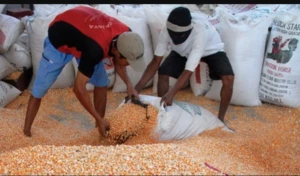 Kabupaten Bone menjadi salah satu daerah penghasil jagung terbesar di Sulsel. Daerah ini juga menopang kebutuhan jagung nasional.