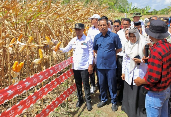 Kabupaten Bone menjadi salah satu daerah penghasil jagung terbesar di Sulsel. Daerah ini juga menopang kebutuhan jagung nasional