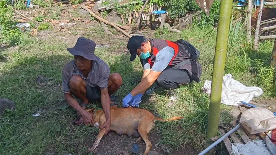 Penanganan kasus rabies
