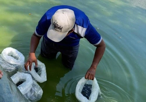 Penebaran ikan nila