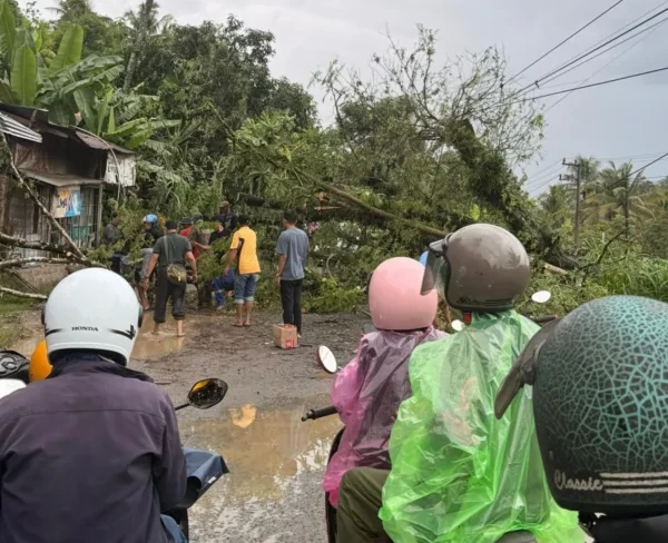Pohon besar tumbang akibat cuaca ekstrem di Desa Gona, Kajuara, Bone, Jumat (8:5:2026)