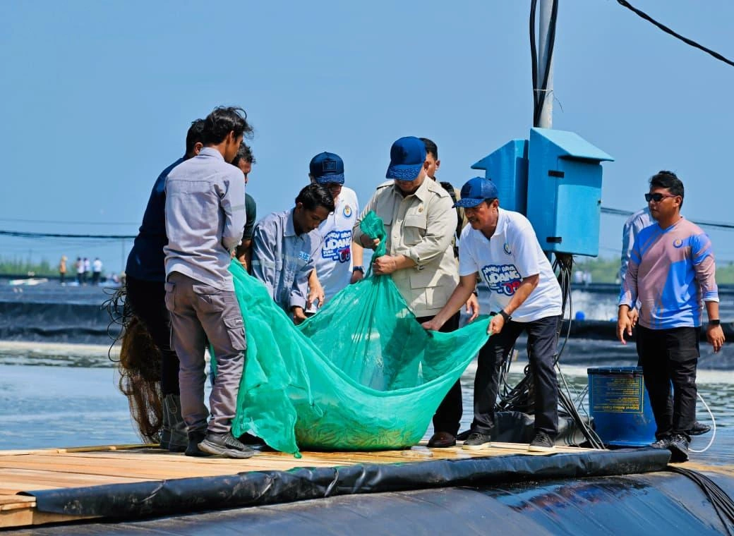 Presiden Prabowo melakukan panen udang di tambak BUBK Kebumen
