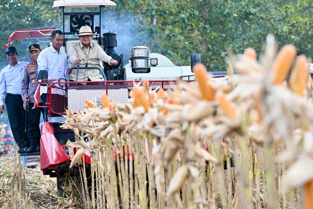 Presiden Prabowo turun langsung memanen jagung bersama