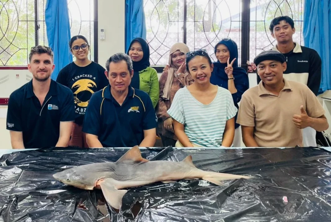 Tim peneliti Unhas bersama James Cook University menemukan kembali populasi Hiu Gangga di Sungai Sesayap, Kalimantan Utara
