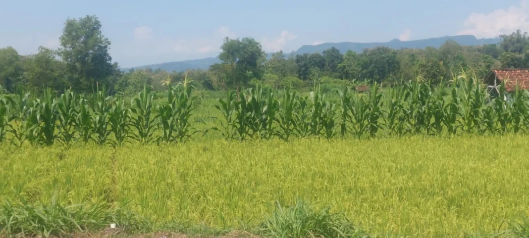 Kondisi sawah di gunungkidul