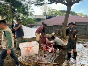 AAS Foundation melaksanakan kegiatan kurban Idul Adha dengan menyembelih 13 ekor sapi di Makassar, Rabu (27/5/2026).