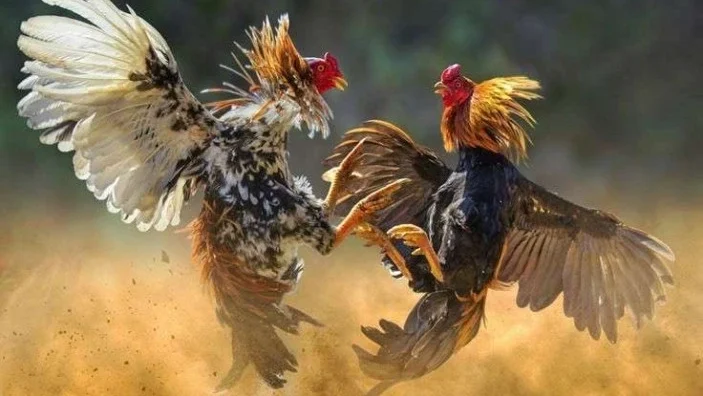 Polisi menggerebek dua lokasi dugaan judi sabung ayam di Makassar. Lima orang diamankan, satu di antaranya kedapatan membawa badik.