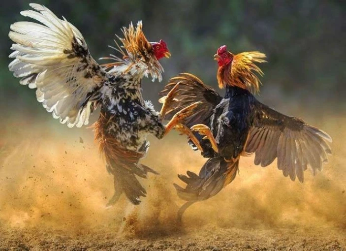 Ilustrasi judi sabung ayam.