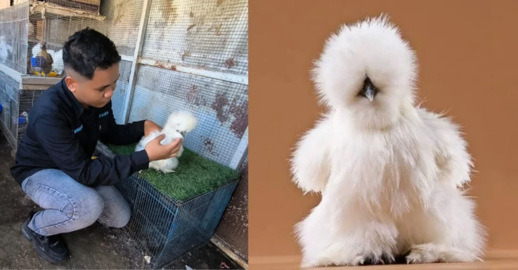mahasiswa asal Maros, Ersa Sahar Reza, sukses meraup omzet hingga Rp5 juta per bulan dengan budidaya ayam hias