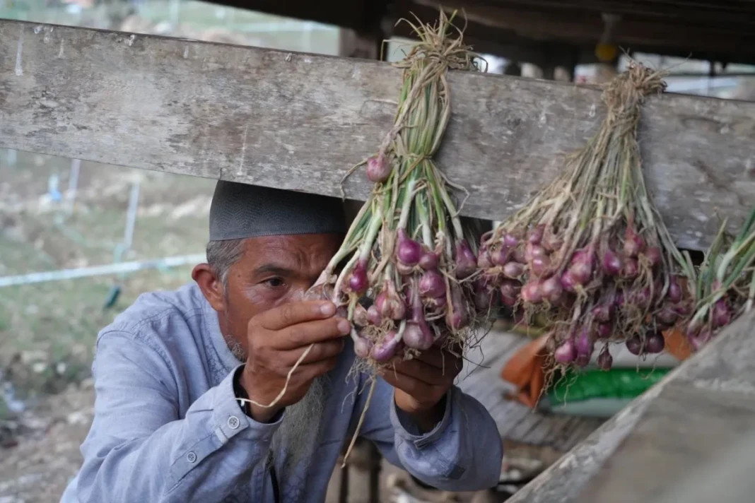 Petani Bawang