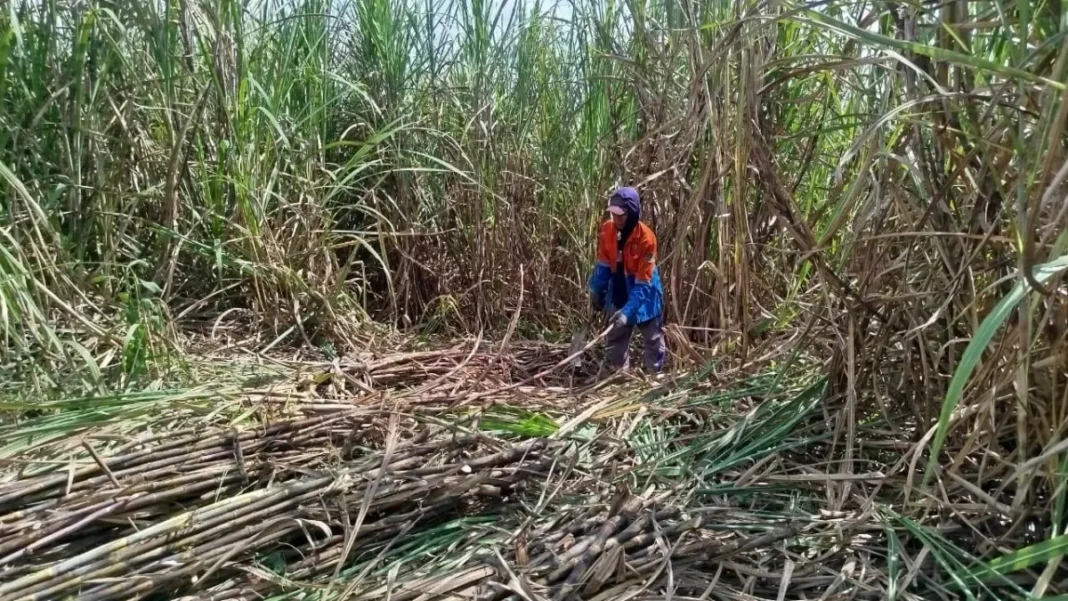 petani tebu di Blora