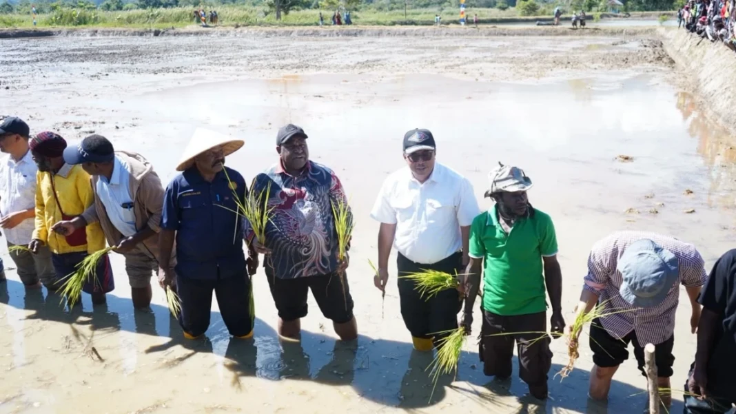 Kementan Percepat Cetak Sawah 2.000 Hektare di Papua Pegunungan