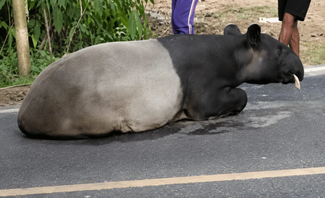 Tapir terlihat di jalan kawasan Register 45 Mesuji sebelum kasus penyembelihan viral