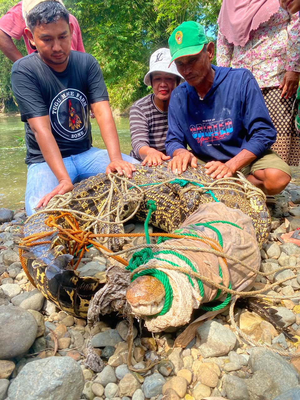 Warga Desa Masserempulu menunjukkan buaya betina yang berhasil ditangkap di Sungai Padio, Bone, setelah lama meresahkan aktivitas masyarakat.
