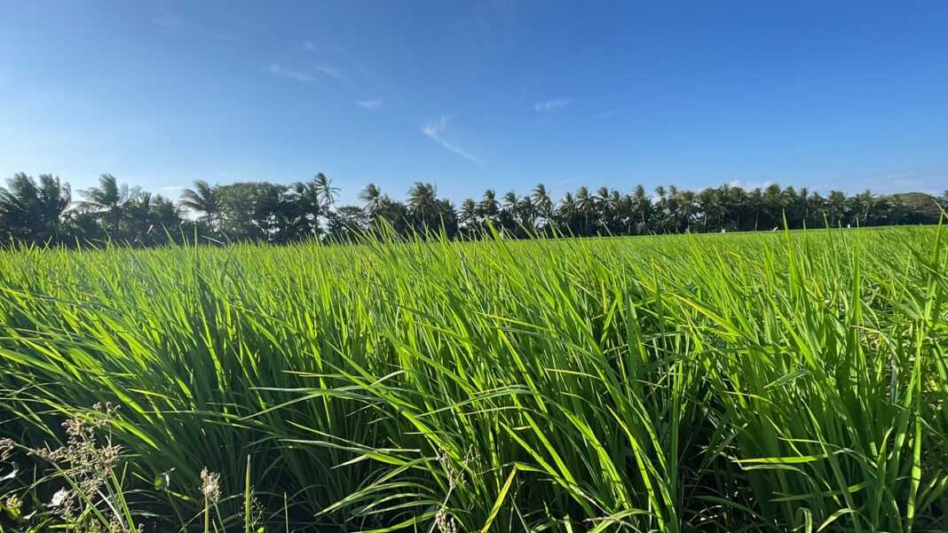 Hamparan tanaman padi di Desa Bila Riase, Sidrap, dalam konteks program IP300.