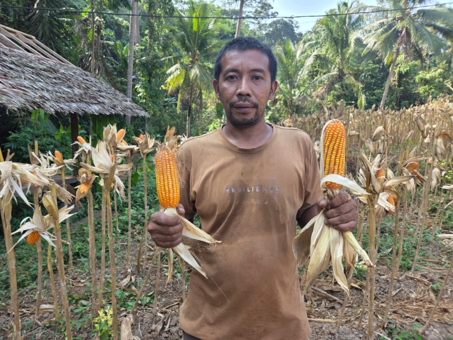Petani jagung Maheki Yahdi memegang dua tongkol jagung di lahan Desa Kamasan, Serang, Banten