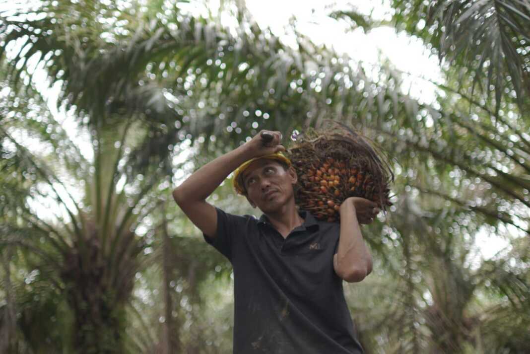 Pekerja memanggul tandan buah segar kelapa sawit di area perkebunan.