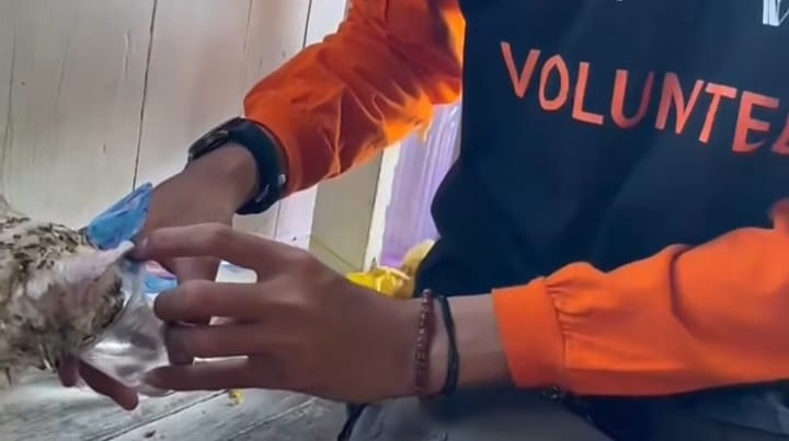 relawan baju oranye hitam memberi pertolongan kepada kucing korban kebakaran di Tallo