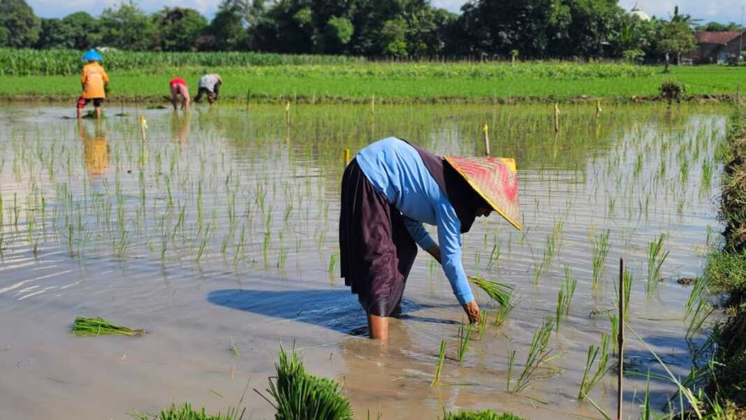Ilustrasi petani.