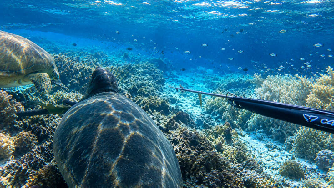 Prilly Latuconsina soroti dugaan spearfishing di Piaynemo Raja Ampat pada Senin (14/9/2026)