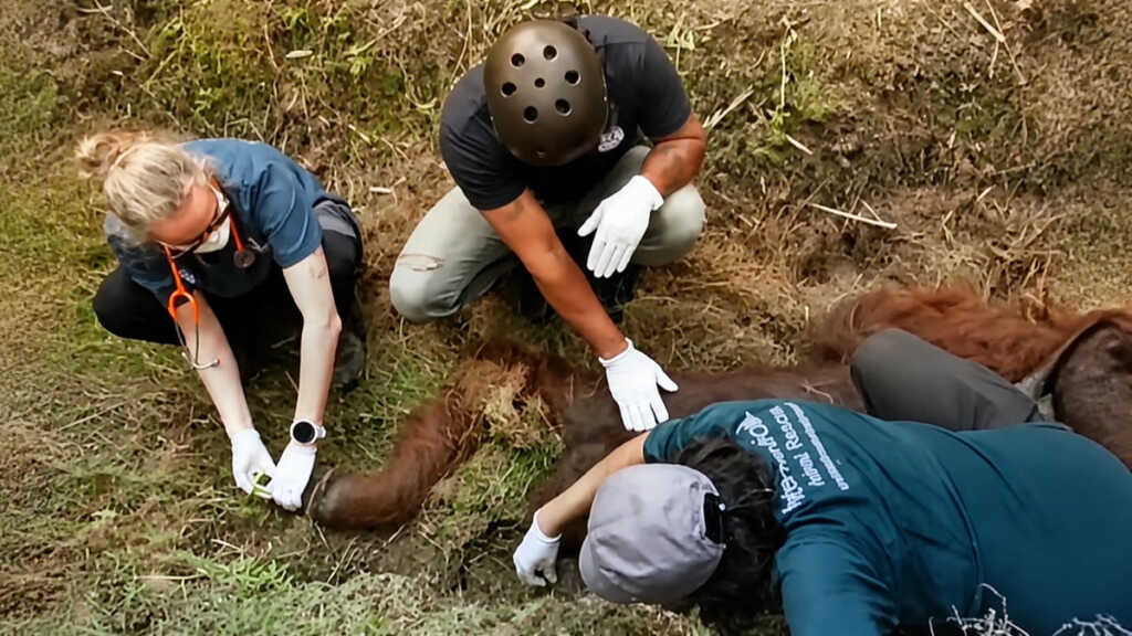 Orangutan Sampurna ditemukan lemas di kebun sawit, Ketapang Kalimantan Barat