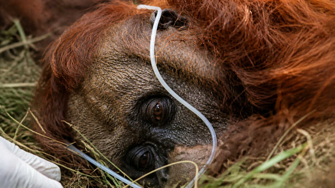 Orangutan Sampurna ditemukan lemas di kebun sawit