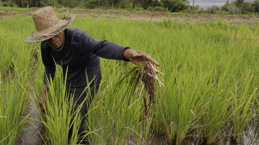 Kementan mengalokasikan Asuransi Usaha Tani Padi atau AUTP bagi 100 ribu hektare lahan dengan premi petani Rp36 ribu dan klaim Rp6 juta untuk menghadapi risiko El Nino.