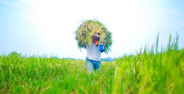 Petani mengangkut gabah hasilpanen. NTP nasional mencapai rekor 129,19 pada Agustus 2026 setelah pemerintah memperkuat harga gabah, pupuk, mekanisasi, irigasi, dan akses pasar petani.