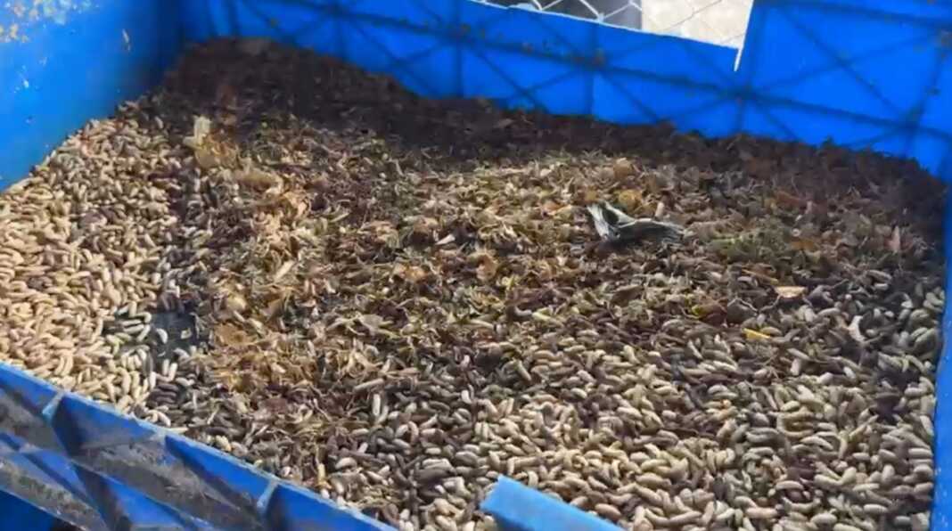 Unhas menargetkan pengolahan 3 ton sampah organik per hari pada 2026–2027 melalui budidaya maggot untuk menghasilkan bahan pakan ayam