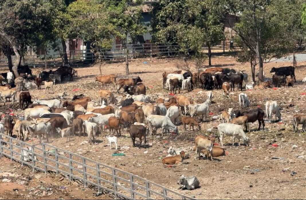 Ribuan sapi di area penangkaran atau ranch khusus di TPA Tamangapa yang dulunya dibiarkan mengonsumsi sampah di area timbunan. Foto: SPos.