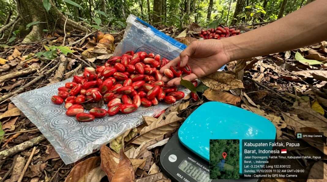 Tim TEP 20 Unhas bersama petani Weri Saharey melakukan pendampingan dan pemetaan kebun pala di Fakfak, Papua Barat.