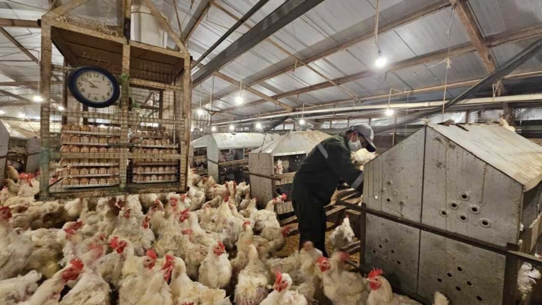 Mentan Amran menyiapkan pemeriksaan Satgas Pangan untuk mengusut kesenjangan harga ayam dan telur dari peternak hingga konsumen.