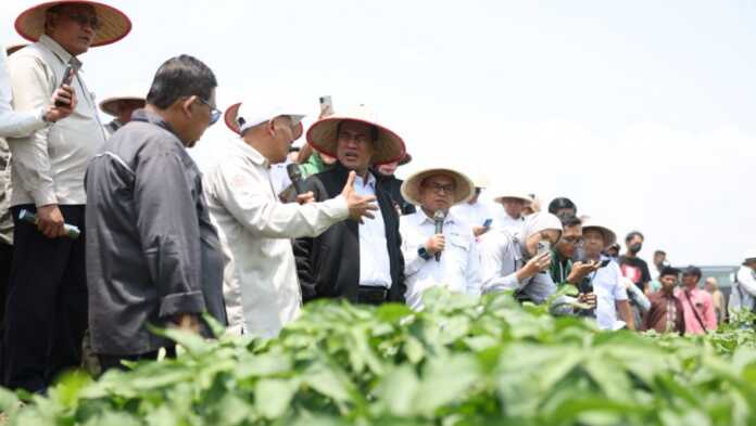 Kementan dan UGM menargetkan pengembangan kedelai hingga 5.000 hektare di Grobogan, Jawa Tengah, produktivitas di atas 3 ton per hektare.